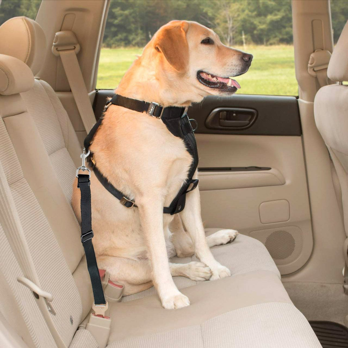 Ahora tu perro irá mucho más seguro en el coche con estos cinturones